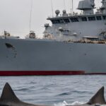 Shark fins next to a Navy Ship during World War Two